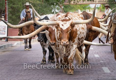 longhorn idrive